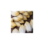Chicoree witloof normale - 50 g - graines de l�gumes