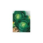 Chou cabus nantais hatif - 3 g - graines de l�gumes