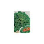 Chou frise vert demi nain - 3 g - graines de l�gumes