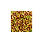 Coreopsis cosmic eye - plante vivace