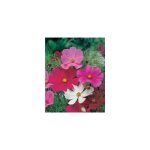 Cosmos sensation - graines de fleurs - 2 g