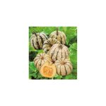 Courge sweet dumpling patidou - graines - 3 g