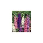 Delphinium pacific plante vivace - rose 3 godets