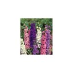 Delphinium pacific plante vivace - violet 3 godets