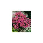 Erigeron glaucus rose - plante vivace - 3 godets