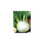 Fenouil doux de florence - 5 g - graines