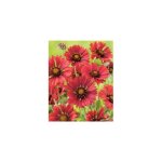 Gaillarde bourgogne - plante vivace - 3 godets