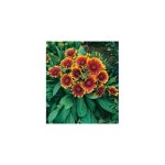 Gaillarde naine kobold plante vivace - 3 godets Gaillarde naine kobold plante vivace - 3 godets
