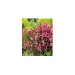 Gaura nain gaudi red - 3 godets plante vivace