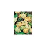 Griffes du diable - graines de fleurs - 2 g