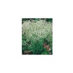 Gypsophile blanc plante vivace - 3 godets - bleuté Gypsophile blanc plante vivace - 3 godets - bleuté