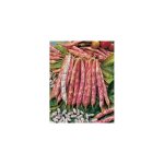 Haricot big borlotto - graines de l�gumes - 150 g