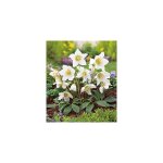 Hellebore (rose de noel) - plantes vivaces Hellebore (rose de noel) - plantes vivaces