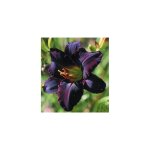 Hemerocalle black emmanuelle - plante vivace