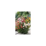 Immortelle pastel - 1 g - bouquet sec Immortelle pastel - 1 g - bouquet sec