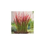 Imperata red baron - 3 godets - plante vivace