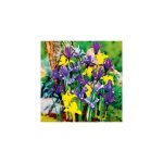 Iris de hollande melange - 20 bulbes - plantes vivaces Iris de hollande melange - 20 bulbes - plantes vivaces