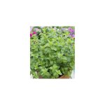 Menthe marocaine - 2 godets