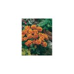 Oeillet d inde queen sophia - graines de fleurs