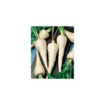 Panais demi long de guernesey - 5 g - graines de legumes