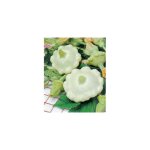 Patisson custard white - 5 g - graines de legumes