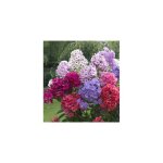 Phlox paniculata plante vivace - rouge Phlox paniculata plante vivace - rouge
