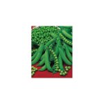 Pois serpette guilloteaux - 300 g - graines