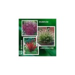 Offre speciale graminees - 9 godets - plante vivace