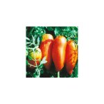 Tomate andine cornue - 0. 1 g - graines de legumes
