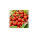 Tomate cerise apéro hf1 - 15 semences - graines de legumes Tomate cerise apéro hf1 - 15 semences - graines de legumes