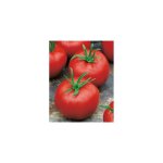 Tomate montfavet 63 / 5 hf1 - 1 g - graines