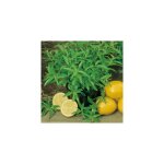 Verveine citronnelle - 2 godets