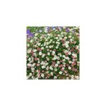 Pack de 6 godets de p�querette des murailles vivace ? floraison 8 mois ? pour bordures et rocailles ? ...