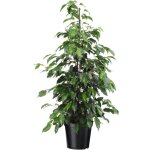 Ficus pleureur, ficus benjamina 'danielle', hauteur 100cm Ficus pleureur, ficus benjamina 'danielle', hauteur 100cm