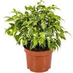 Ficus benjamina kinky - figuier pleureur - plante d'int�rieur - d�polluante - facile d'entretien - 20 ...