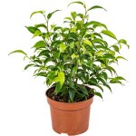 Ficus benjamina natasja - figuier pleureur - plante d'int�rieur - d�polluante - facile d'entretien - ...