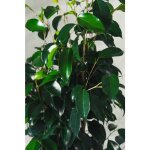 Vivaio garden forest - ficus benjamina plante danielle pot 16cm h 110cm photo réelle plante réelle Vivaio garden forest - ficus benjamina plante danielle pot 16cm h 110cm photo réelle plante réelle