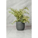 Ficus benjamina variegated starlight pot 20 h 60 / 70 cm photos réelles plante réelle Ficus benjamina variegated starlight pot 20 h 60 / 70 cm photos réelles plante réelle