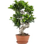 Ficus ginseng - forme en s - bonsa� - plantes d'int�rieur - d�polluante - facile d'entretien - hauteur ...