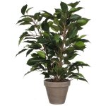 Ficus natasja avec pot d11. 5cm - 40x30cm