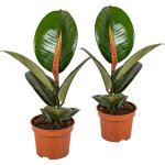 Bloomique - lot de 2 - ficus elastica robusta - caoutchouc - plante d'int�rieur - d�polluante - tr�s ...