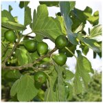 Figuier col de dame blanche / pot de 3l