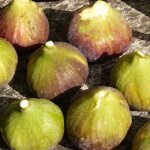 Figuier goutte d'or / pot de 4l