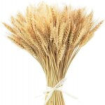 Fleurs s�ch�es, 100 pcs bl� s�ch� bouquets , 40 cm naturel fleur bouquet de fleurs sechees pour vases, ...