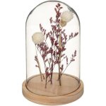 Fleurs sches sous cloche gypsy h17cm - atmosphera crateur d'intrieur