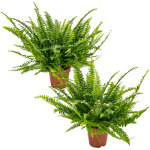 Bloomique - lot de 2 - nephrolepis green lady - foug�re de boston - plante d?int�rieur - d�polluante ...
