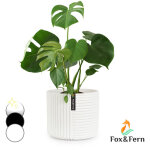 Fox & fern pot de fleur interieur, pot pour plantes en polystone, cache pot plante interieur et extérieur ... Fox & fern pot de fleur interieur, pot pour plantes en polystone, cache pot plante interieur et extérieur ...
