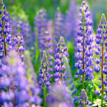 Lupins, 25 kg bleu, pauvre en substances am�res, aliment prot�in�, conditionneur de sol, engrais vert ...