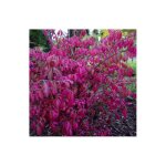 P�pini�res naudet ? fusain ail� nain ? arbuste compact avec feuillage dense ? couleurs rouges en automne ...