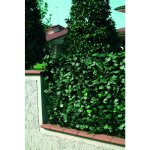 Clture en pvc avec feuilles de laurier plus filet d'ombrage 1x3